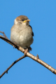 Ime datoteke=Poljski_vrabec_Tree_sparrow_30.jpg
Velikost datoteke=250KB
Dimenzija=600x900
Datum objave=24.07.2026 Poljski_vrabec_Tree_sparrow_30.jpg