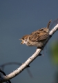 Poljski_vrabec_Tree_sparrow_31.jpg