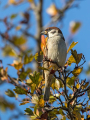 Ime datoteke=Poljski_vrabec_Tree_sparrow_33.jpg
Velikost datoteke=517KB
Dimenzija=675x900
Datum objave=24.07.2026 Poljski_vrabec_Tree_sparrow_33.jpg