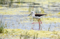 Polojnik_Black_winged_stilt_Himantopus_himantopus_Polojniki_Recurvirostridae_41.jpg