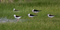 Polojnik_Black_winged_stilt_Himantopus_himantopus_Polojniki_Recurvirostridae_44.jpg