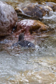 Ime datoteke=Povodni_kos_Dipper_29.jpg
Velikost datoteke=462KB
Dimenzija=600x900
Datum objave=22.09.2026 Povodni_kos_Dipper_29.jpg
