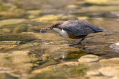 Ime datoteke=Povodni_kos_Dipper_45.jpg
Velikost datoteke=474KB
Dimenzija=1000x666
Datum objave=09.08.2026 Povodni_kos_Dipper_45.jpg