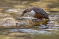 Ime datoteke=Povodni_kos_Dipper_46.jpg
Velikost datoteke=380KB
Dimenzija=900x600
Datum objave=22.09.2026 Povodni_kos_Dipper_46.jpg
