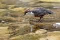 Ime datoteke=Povodni_kos_Dipper_48.jpg
Velikost datoteke=386KB
Dimenzija=1000x667
Datum objave=22.09.2026 Povodni_kos_Dipper_48.jpg