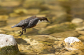 Ime datoteke=Povodni_kos_Dipper_49.jpg
Velikost datoteke=425KB
Dimenzija=950x633
Datum objave=22.09.2026 Povodni_kos_Dipper_49.jpg