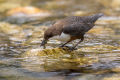 Ime datoteke=Povodni_kos_Dipper_50.jpg
Velikost datoteke=425KB
Dimenzija=900x600
Datum objave=22.09.2026 Povodni_kos_Dipper_50.jpg