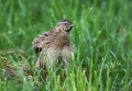 Prepelica_Ouail_Coturnix_coturnix_Poljske_kure_Phasianidae_10.jpg