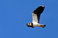 Priba_Lapwing_13.jpg