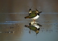 Priba_Lapwing_17.jpg
