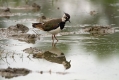 Priba_Lapwing_18.jpg