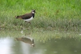 Priba_Lapwing_20.jpg