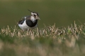 Priba_Lapwing_21.jpg