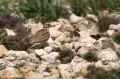 Prlivka_Stone_curlew_Burhinus_oedicnemus_Prlivke_Burhinidae_09.jpg