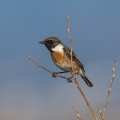 Prosnik_Stonechat_24.jpg