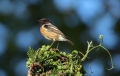 Prosnik_Stonechat_27.jpg