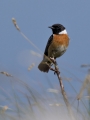 Prosnik_Stonechat_28.jpg