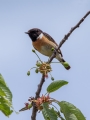 Prosnik_Stonechat_30.jpg