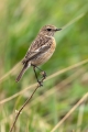 Prosnik_Stonechat_40.jpg