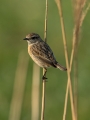 Prosnik_Stonechat_42.jpg