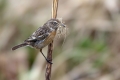 Prosnik_Stonechat_43.jpg