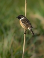 Prosnik_Stonechat_46.jpg
