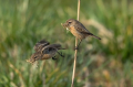 Ime datoteke=Prosnik_Stonechat_47.jpg
Velikost datoteke=282KB
Dimenzija=950x633
Datum objave=09.08.2026 Prosnik_Stonechat_47.jpg