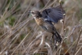 Prosnik_Stonechat_48.jpg