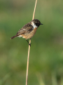 Ime datoteke=Prosnik_Stonechat_49.jpg
Velikost datoteke=186KB
Dimenzija=675x900
Datum objave=09.08.2026 Prosnik_Stonechat_49.jpg