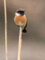 Prosnik_Stonechat_67.jpg