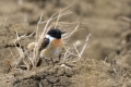 Prosnik_Stonechat_76.jpg