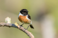 Ime datoteke=Prosnik_Stonechat_85.jpg
Velikost datoteke=232KB
Dimenzija=900x600
Datum objave=22.09.2026 Prosnik_Stonechat_85.jpg