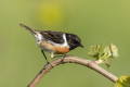 Ime datoteke=Prosnik_Stonechat_86.jpg
Velikost datoteke=216KB
Dimenzija=900x600
Datum objave=22.09.2026 Prosnik_Stonechat_86.jpg