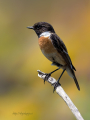 Ime datoteke=Prosnik_Stonechat_87.jpg
Velikost datoteke=307KB
Dimenzija=675x900
Datum objave=22.09.2026 Prosnik_Stonechat_87.jpg