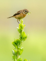 Ime datoteke=Prosnik_Stonechat_88.jpg
Velikost datoteke=189KB
Dimenzija=675x900
Datum objave=22.09.2026 Prosnik_Stonechat_88.jpg