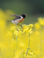 Ime datoteke=Prosnik_Stonechat_89.jpg
Velikost datoteke=279KB
Dimenzija=675x900
Datum objave=22.09.2026 Prosnik_Stonechat_89.jpg