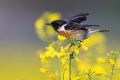 Ime datoteke=Prosnik_Stonechat_91.jpg
Velikost datoteke=255KB
Dimenzija=900x600
Datum objave=22.09.2026 Prosnik_Stonechat_91.jpg