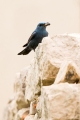 Puscavec_Blue_rock_trush_Monticola_solitariue_Drozgi_Turdidae_22.jpg