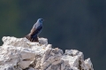 Puscavec_Blue_rock_trush_Monticola_solitarius_Drozgi_Turdidae_18.jpg