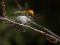 Rdeceglavi_kraljicek_Goldcrest_Regulus_regulus_103.jpg