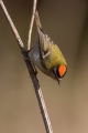 Rdeceglavi_kraljicek_Goldcrest_Regulus_regulus_107.jpg