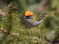 Rdeceglavi_kraljicek_Goldcrest_Regulus_regulus_108.jpg