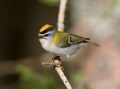 Rdeceglavi_kraljicek_Goldcrest_Regulus_regulus_116.jpg