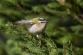 Rdeceglavi_kraljicek_Goldcrest_Regulus_regulus_19.jpg
