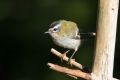 Rdeceglavi_kraljicek_Goldcrest_Regulus_regulus_20.jpg
