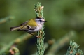 Rdeceglavi_kraljicek_Goldcrest_Regulus_regulus_21.jpg