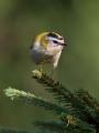 Rdeceglavi_kraljicek_Goldcrest_Regulus_regulus_22.jpg