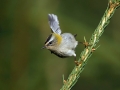 Rdeceglavi_kraljicek_Goldcrest_Regulus_regulus_24.jpg