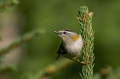 Rdeceglavi_kraljicek_Goldcrest_Regulus_regulus_25.jpg