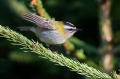 Rdeceglavi_kraljicek_Goldcrest_Regulus_regulus_26.jpg